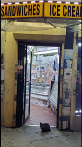 Bodega Kitten Guarding the Door