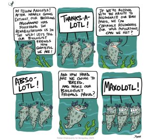 The return of the axolotl (cartoon) by Mongabay