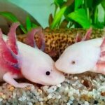 axolotls