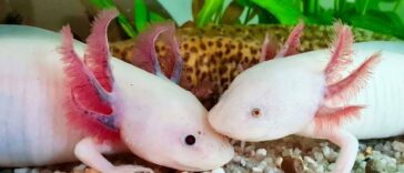 axolotls