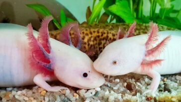 axolotls