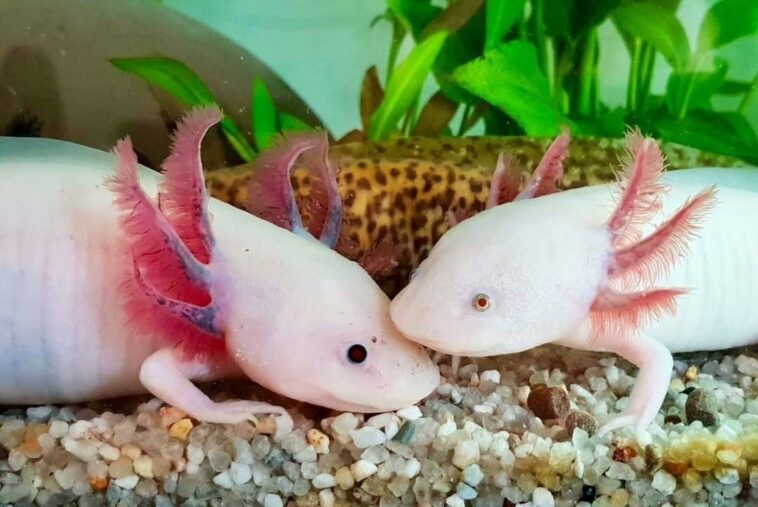 axolotls