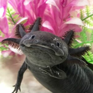 Axolotl