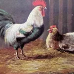 Gallo y Gallina