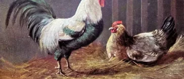 Gallo y Gallina