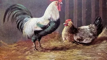 Gallo y Gallina