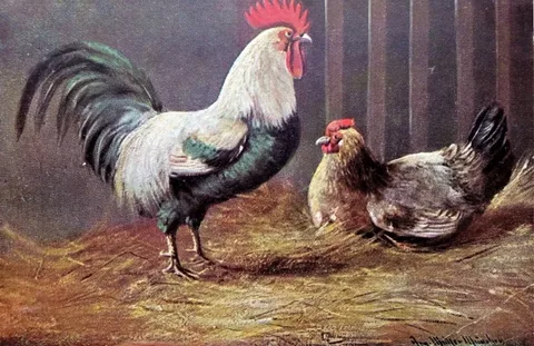 Gallo y Gallina