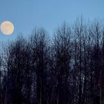 Nochecita by Reddit BlueFlameBuckthorn