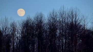 Nochecita by Reddit BlueFlameBuckthorn