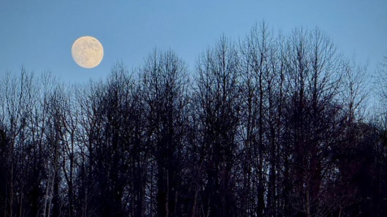 Nochecita by Reddit BlueFlameBuckthorn