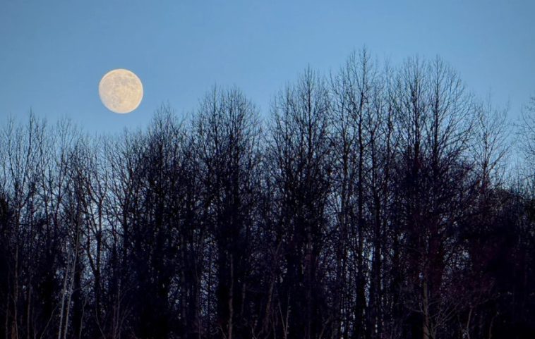 Nochecita by Reddit BlueFlameBuckthorn