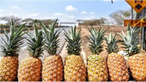 piña