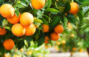 naranja