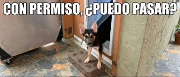 Con permiso, puedo pasar?