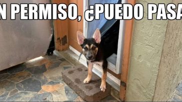 Con permiso, puedo pasar?