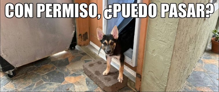 Con permiso, puedo pasar?