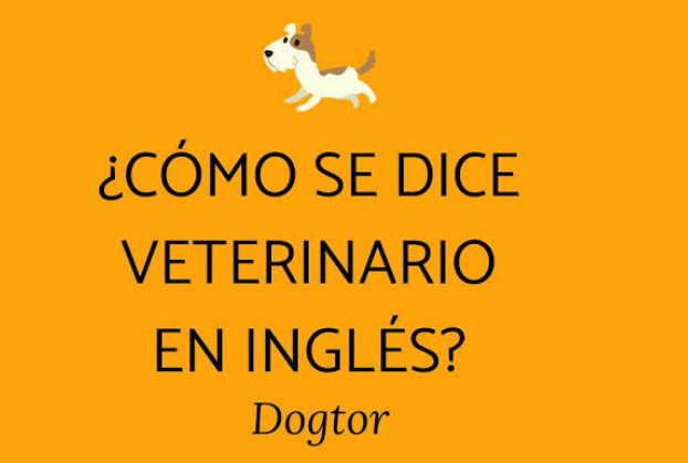 dogtor